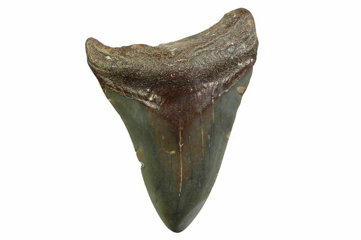 Juvenile Megalodon Tooth - North Carolina #354534